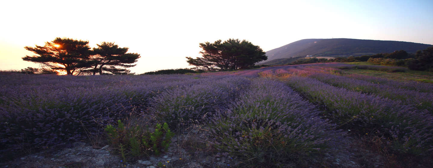 Perfumes and colours in May