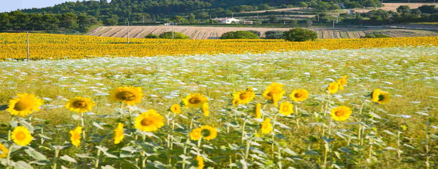 sunflowers in July