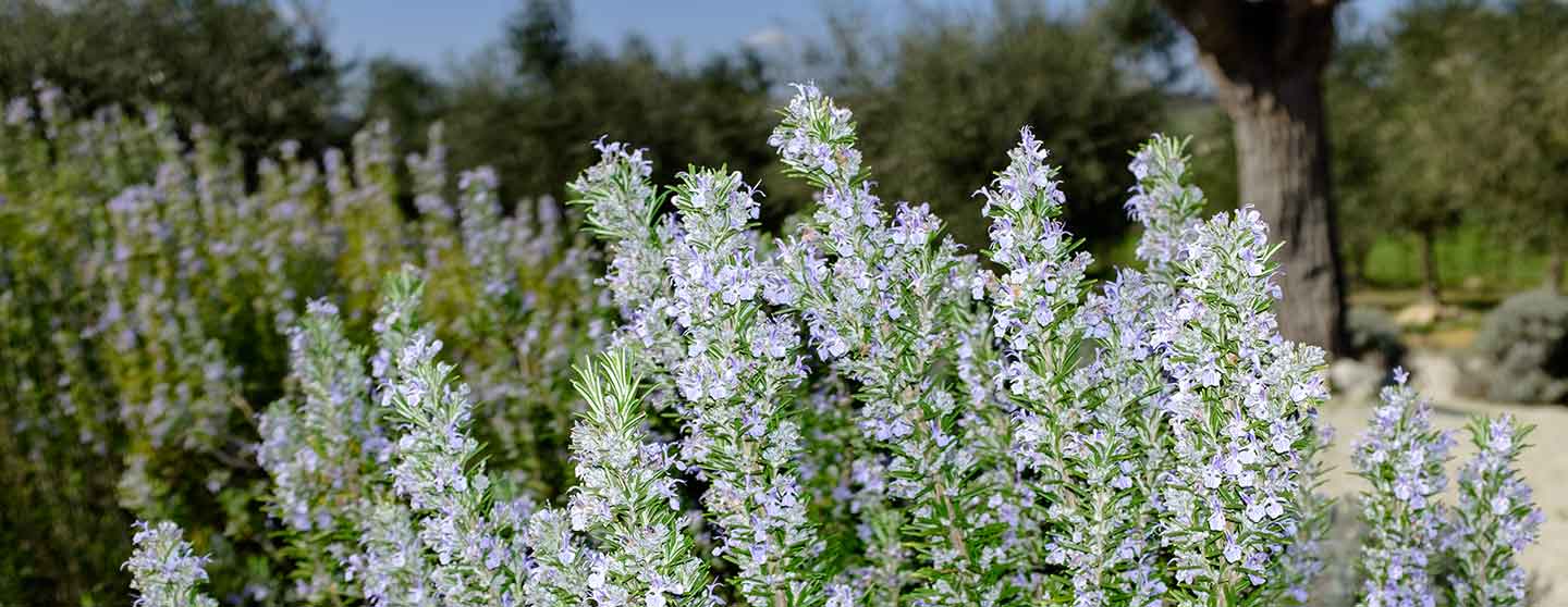 The Scent of Rosemary and not only. . .